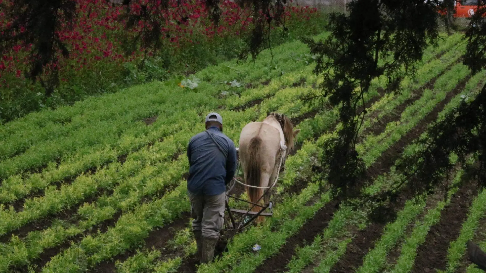 Campo (1)